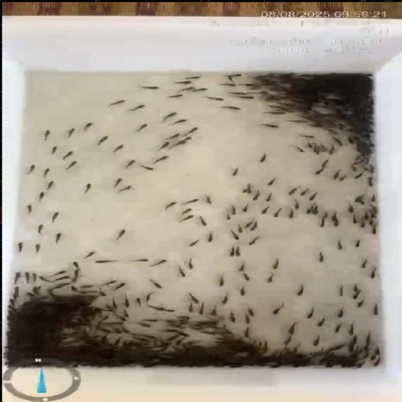 鱼卵检测数据集-海院数据集