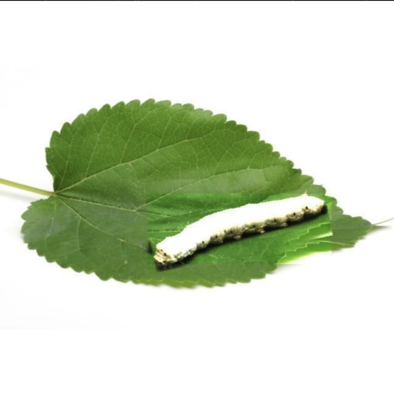 Sericulture桑蚕病害识别数据集-海院数据集